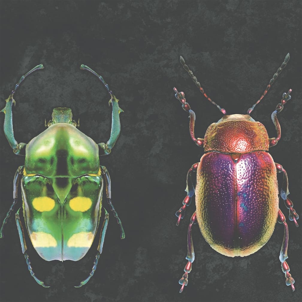 Woodchip & Magnolia Beetle Jewels Multi Black Wallpaper