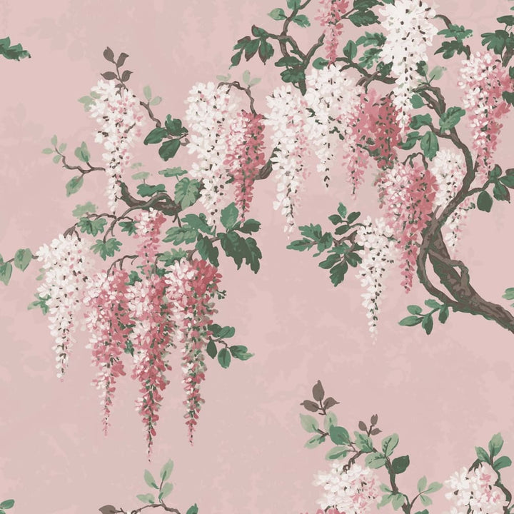 Wisteria Pink Bloom Wallpaper
