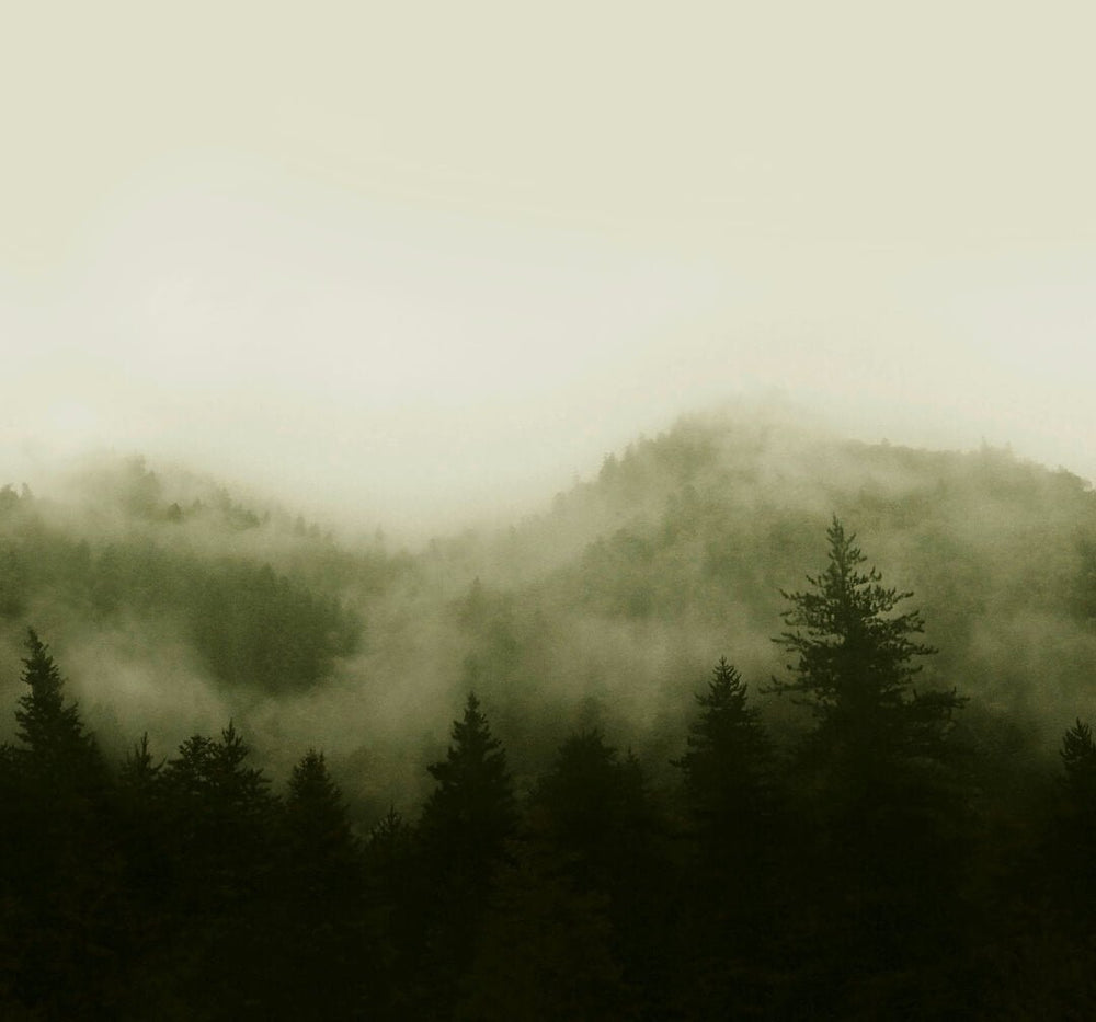  - Art for the Home Misty Landscape Green Mural - 125702FXST - Decor Warehouse