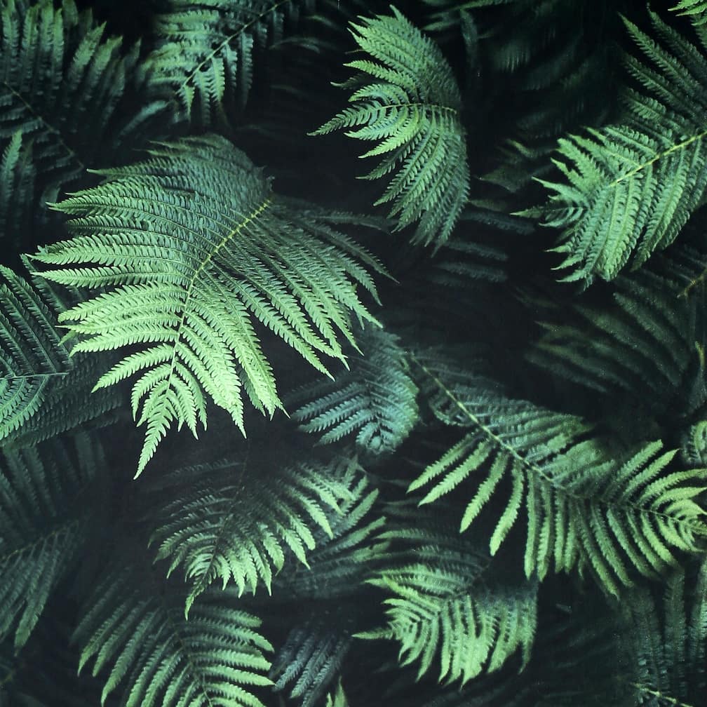 - Arthouse Fern Wall Green Wallpaper - 907601 - Decor Warehouse