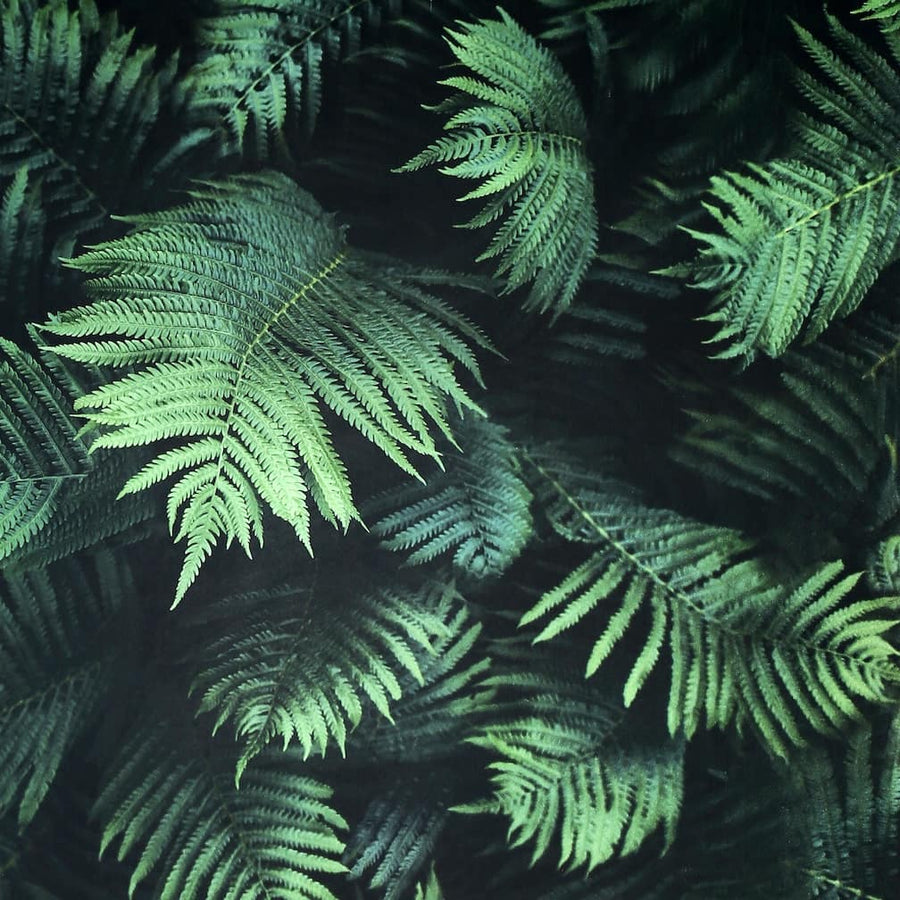 907601 - Arthouse - Arthouse Fern Wall Green Wallpaper - Decor Warehouse