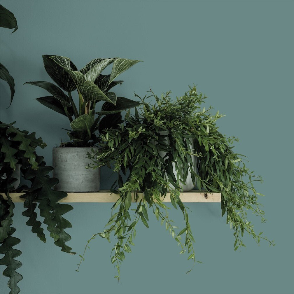 Crown Colour Edit Botany Bay Paint -