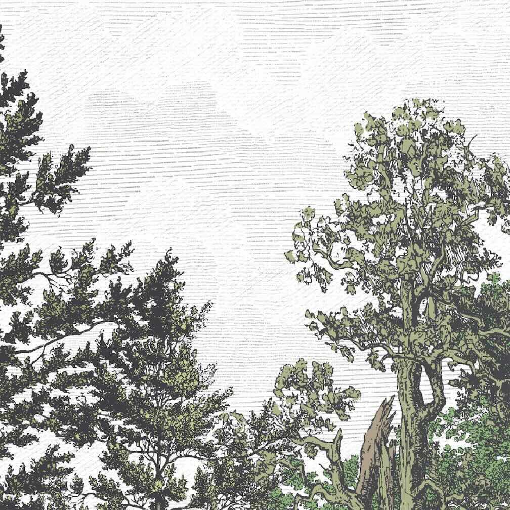 Woodchip & Magnolia Heaton Border - Green - WM - 391 - 05