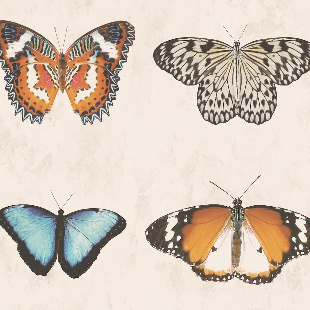 Woodchip & Magnolia Lepidoptera Natural Wallpaper - WM - 356