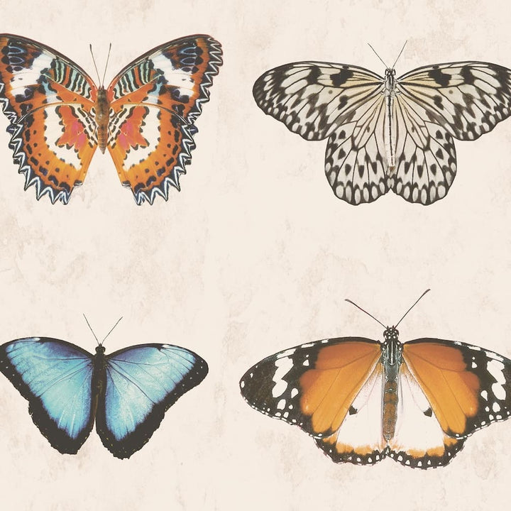 Woodchip & Magnolia Lepidoptera Natural Wallpaper - WM - 356